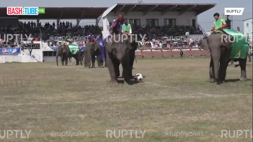  «Слонобол, слоногимнастика и слонопленэр»: ежегодный национальный фестиваль слонов стартовал в Таиланде