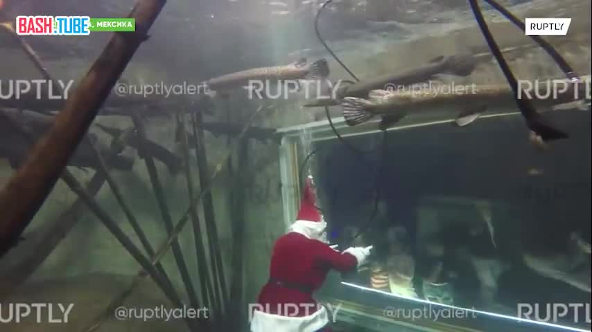  Подводный Санта-Клаус дарит рождественское настроение посетителям мексиканского аквариума