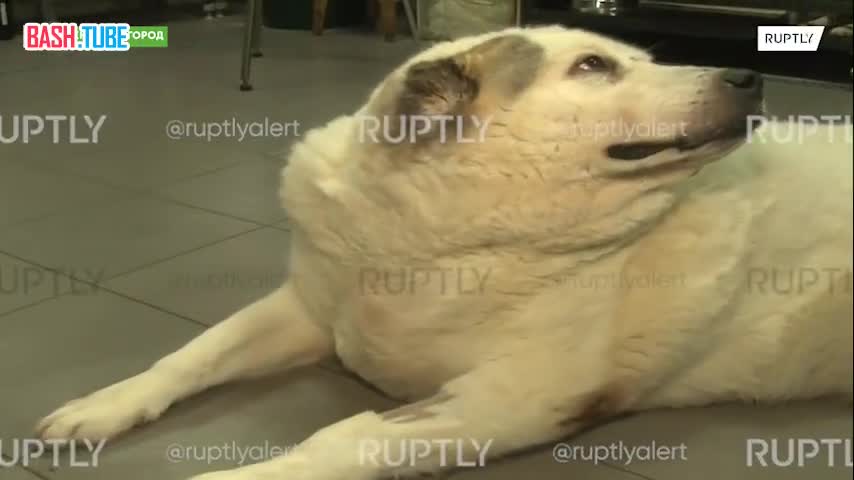 ⁣ «У собак лишь один недостаток - они верят людям»: волонтеры в Нижнем Новгороде спасают собаку весом около центнера