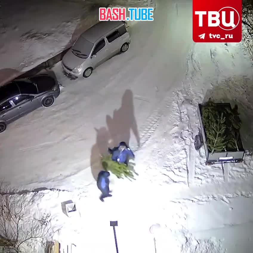  Двое неизвестных в Челябинской области украли Новый год несколько ёлок посреди улицы