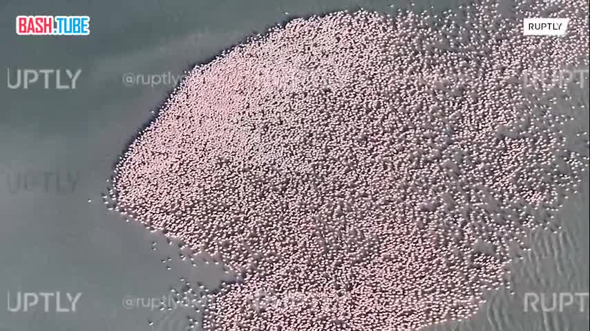 Тысячи розовых фламинго прилетели в Мангистау
