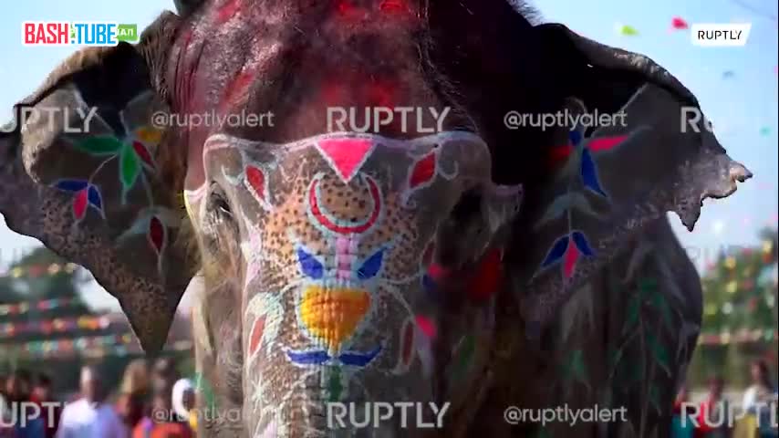 В Непале состоялся конкурс красоты для слонов после четырехлетнего перерыва