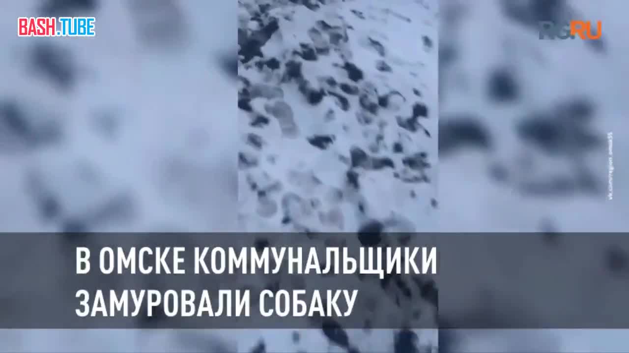  В Омске коммунальщики замуровали собаку, когда прокладывали трубы