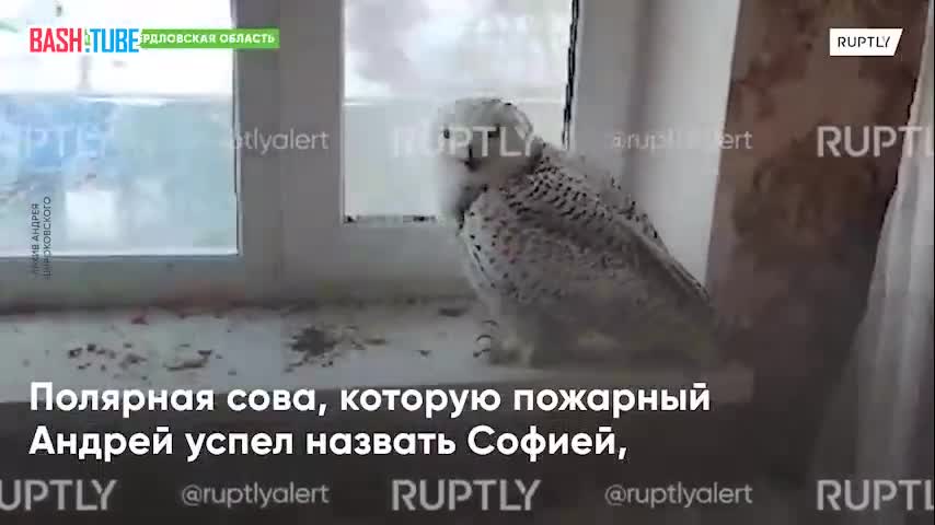 Пожарный обнаружил и спас раненую полярную сову на Урале