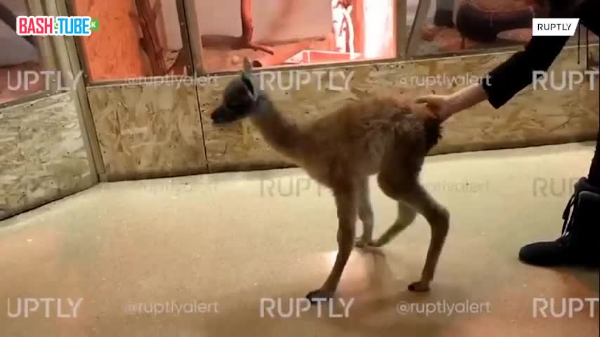 ⁣ В новосибирском зоопарке растят брошенного матерью верблюжонка гуанако