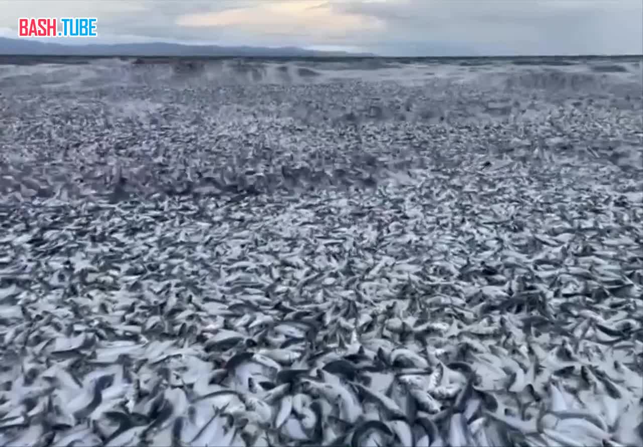  У побережья северной Японии появились десятки тысяч мёртвых рыб
