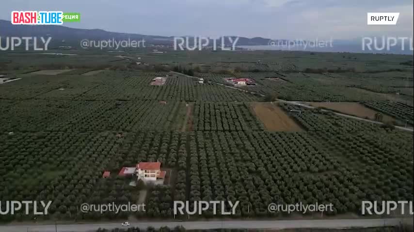 ⁣ Производители оливкового масла в Греции жалуются на низкий урожай