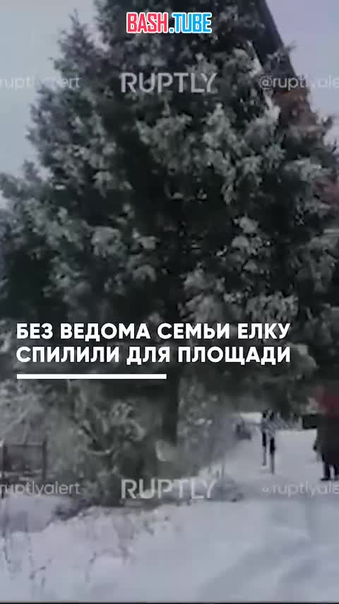  Новогоднюю ель спилили в Челябинской области без разрешения хозяйки