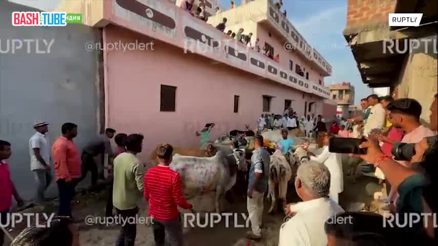  Массаж по-индийски: жители индийской деревни Бхидавад легли под копыта коров, чтобы привлечь счастье