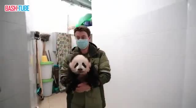  Малышке-панде из Московского зоопарка подарили новый манеж