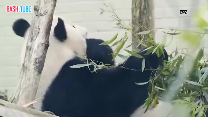  Единственная пара панд в Великобритании возвращается в Китай
