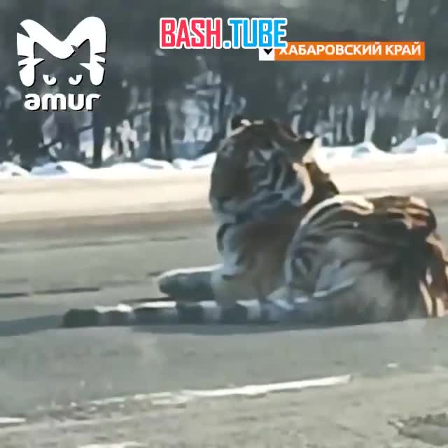  Тигр вышел полежать на трассе в Хабаровском крае