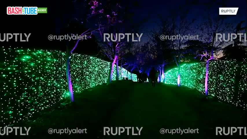  «Волшебный лес»: предрождественское шоу, посвященное насекомым, осветило парк Мадрида