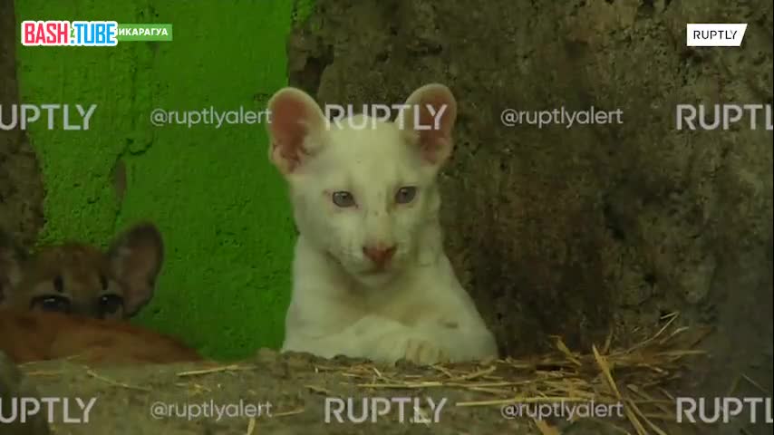 ⁣ «Кажется невероятным»: четырехмесячного котенка пумы-альбиноса впервые показали публике в зоопарке Никарагуа