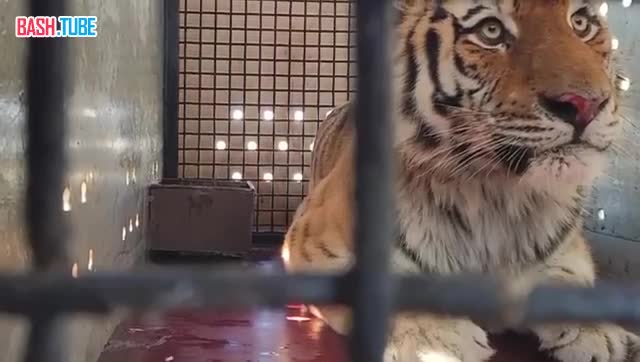 ⁣ В Московском зоопарке появился новый обитатель: амурского тигра со старой травмой лапы привезли из Хабаровского края