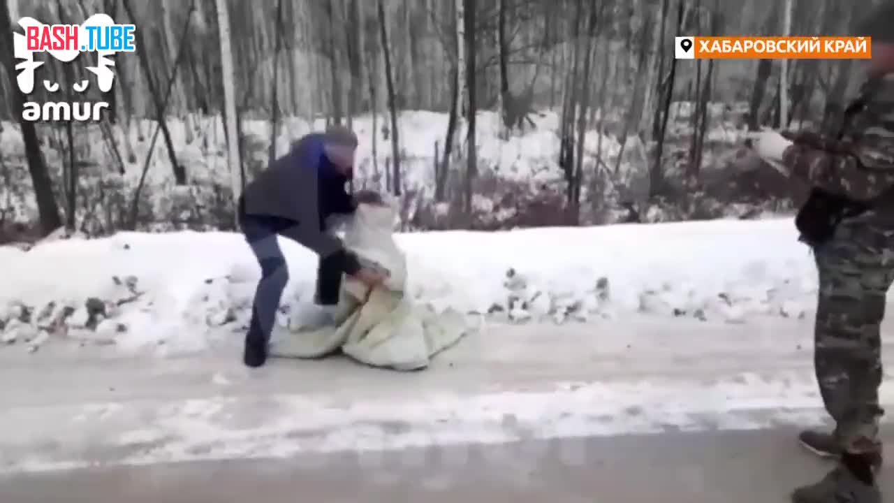  Раненый тигрёнок угодил в снежный плен на трассе в Амурском районе
