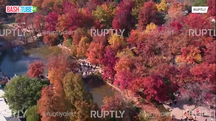  Кленовые деревья окрасили в осенние цвета гору Тяньпин в китайской провинции Цзянсу