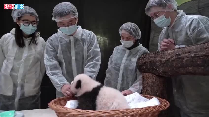 ⁣ Из Московского зоопарка уезжает личный врач маленькой пандочки