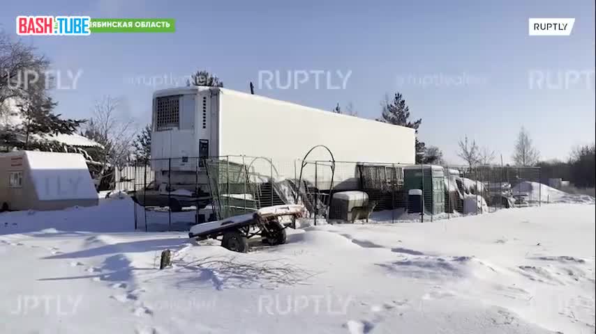 ⁣ Жители Челябинской области бьют тревогу, после того как владелец шапито поселил цирковых львов