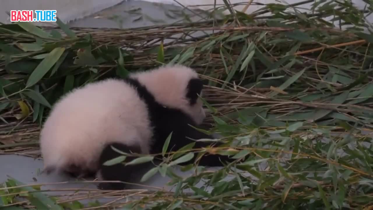⁣ Маленькая панда из Московского зоопарка учится вставать на четыре лапы