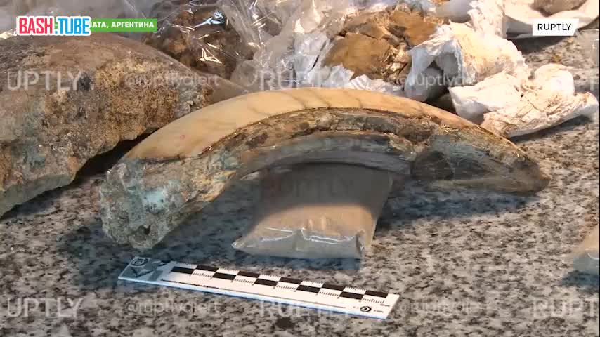 ⁣ Мальчик случайно обнаружил в Аргентине ископаемые останки возрастом в 12 000 лет