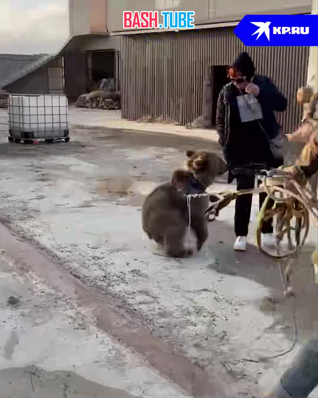 ⁣ Хотели продать в ресторан: медвежонка чудом спасли от браконьеров в Дагестане