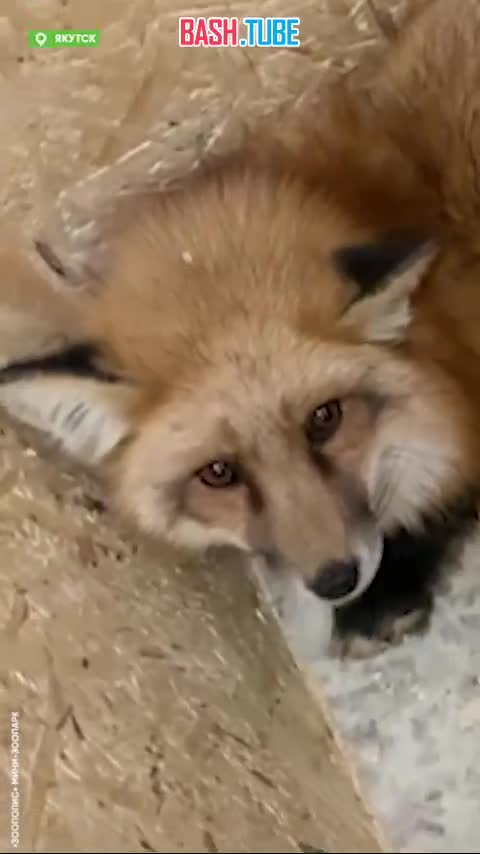 ⁣ Сотрудники якутского мини-зоопарка спасли рыжую лисичку от сильных холодов