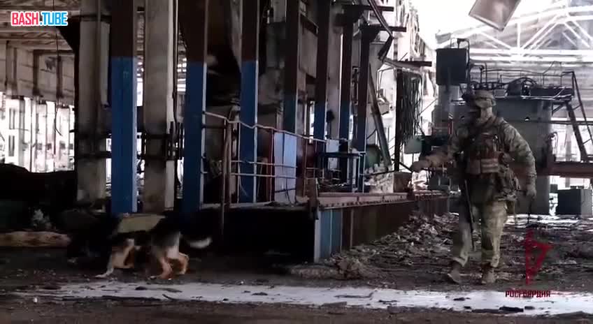 ⁣ Служебные собаки Росгвардии находят сотни взрывоопасных предметов в районах проведения СВО