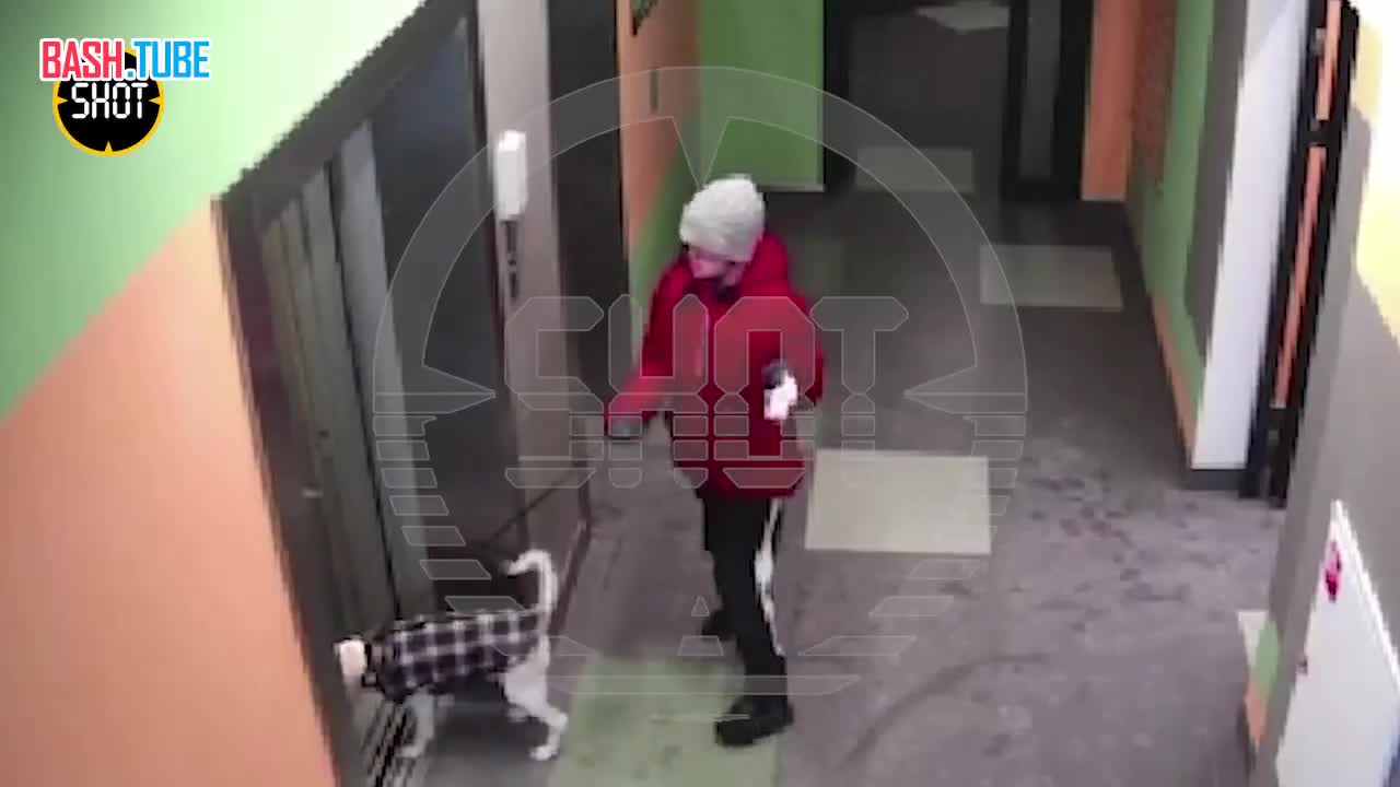 ⁣ Лифт едва насмерть не задушил собаку в Воронеже