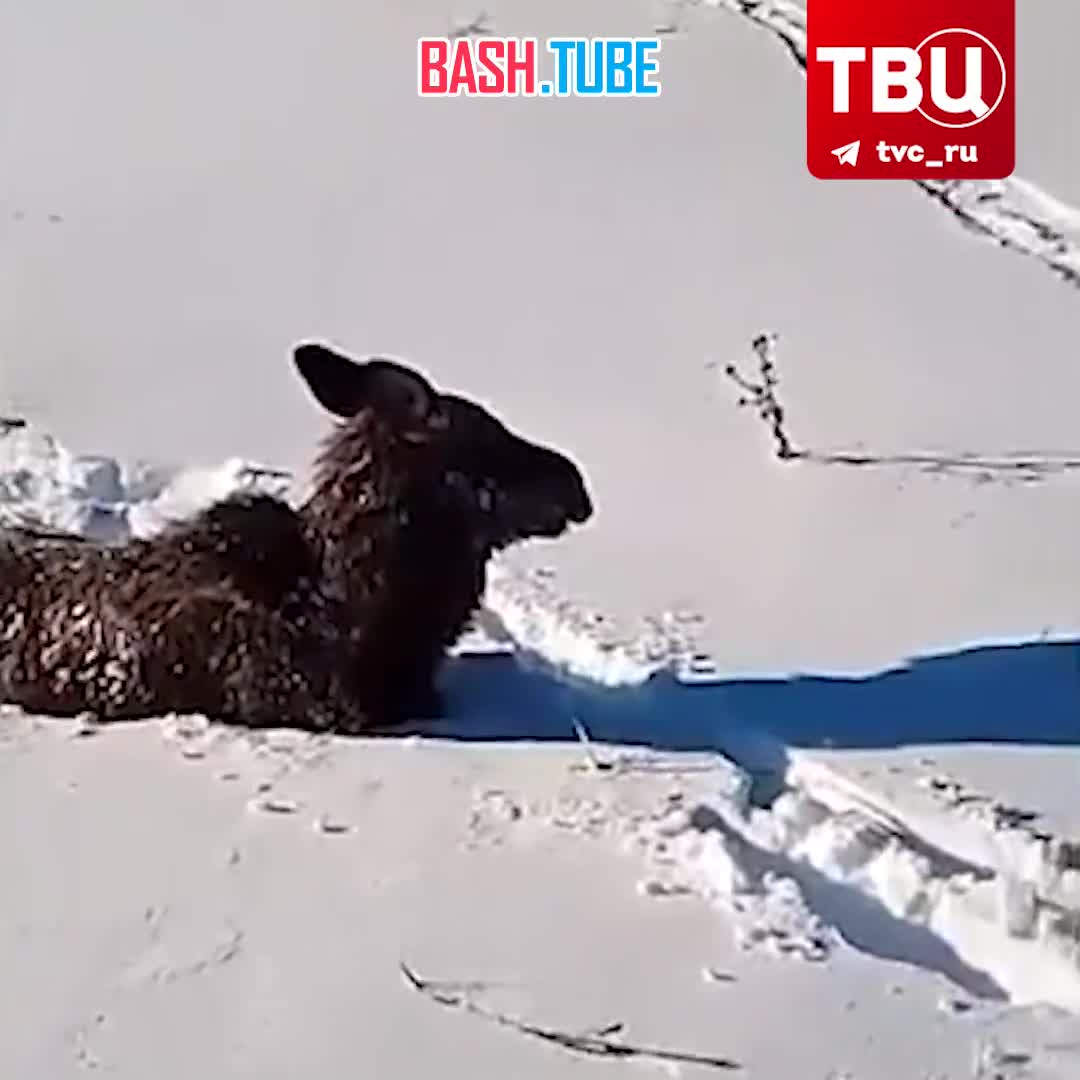  В Татарстане спасли обессиленного лосёнка, который отбился от матери и мог насмерть замёрзнуть