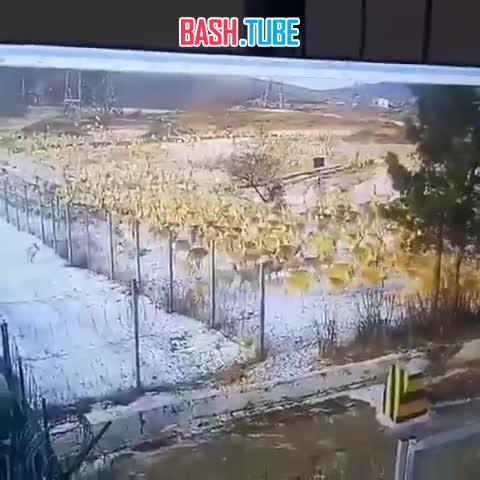  На видеокамеры службы охраны Харанорской ГРЭС попало огромное стадо мигрирующих дзеренов