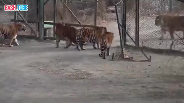  Видео с амурским тигром из России