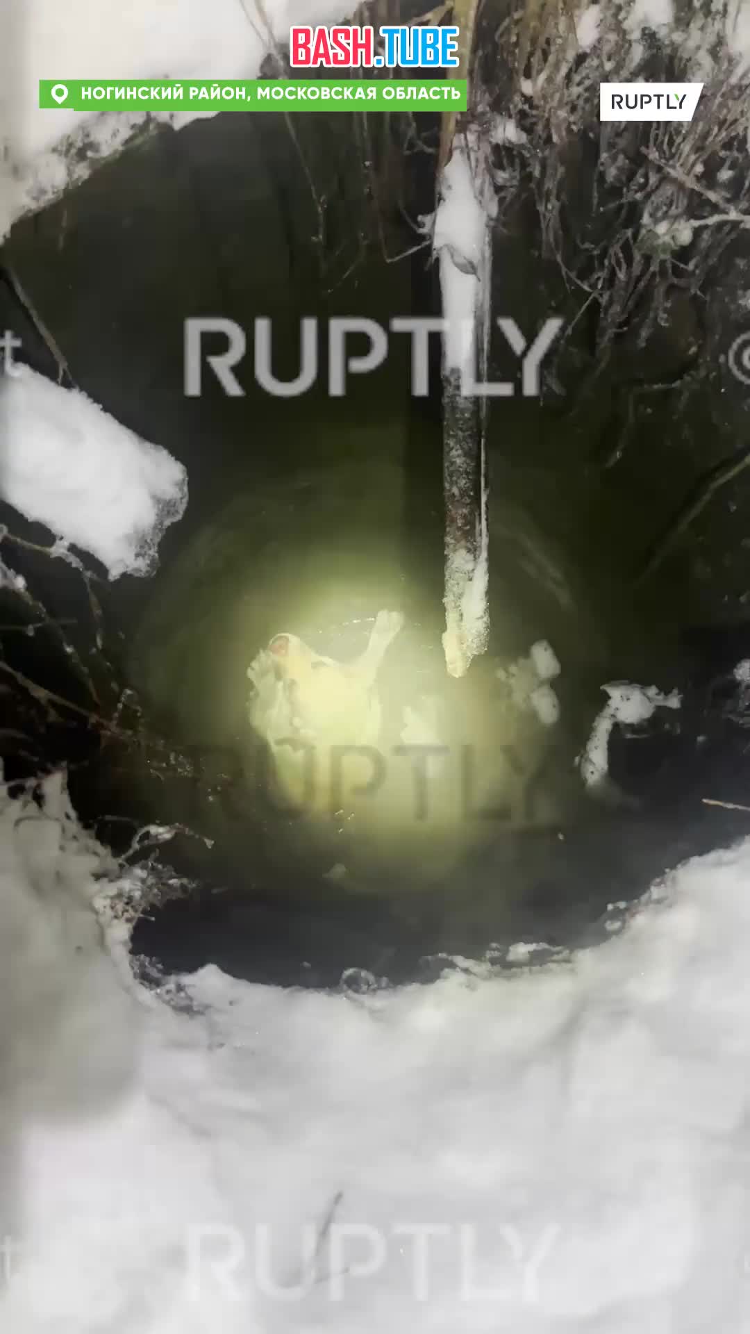 ⁣ Спасатели в Подмосковье достали собаку, провалившуюся в открытый люк
