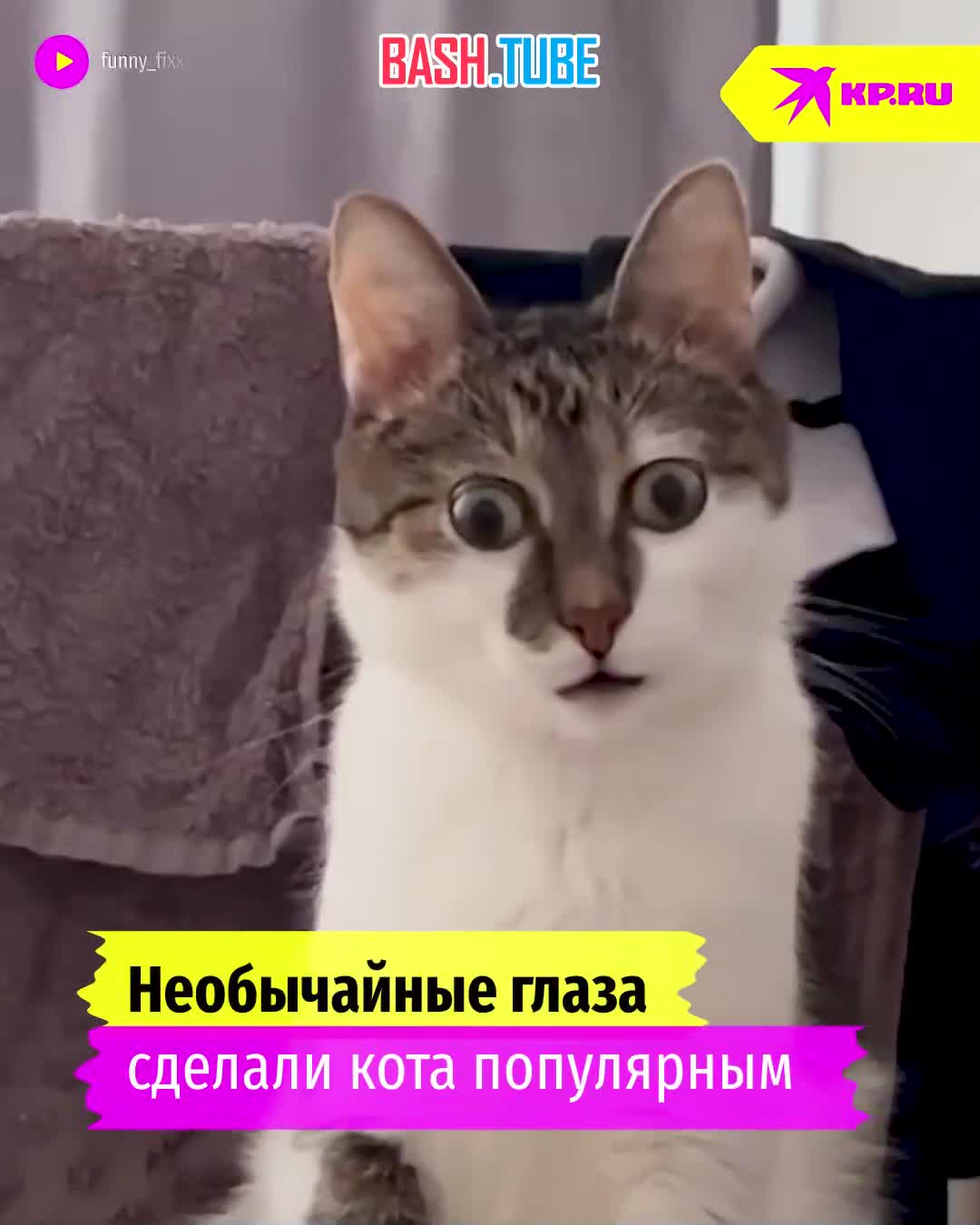 ⁣ Лупоглазый кот-блогер из Барнаула по имени Фикс