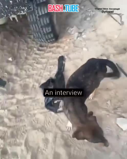 ⁣ Израильский военнослужащий снял тик-ток, в котором показал собаку