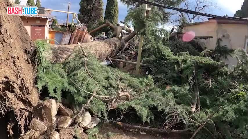 ⁣ Мощнейший ветер повалил 250-летний кедр в Ялте