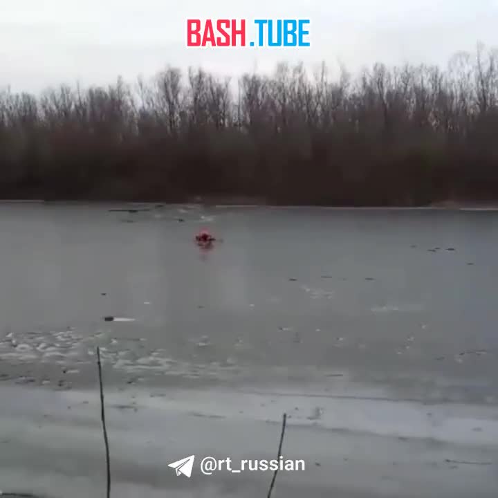  Спасатели помогли тонущей собаке выбраться на берег в Астрахани