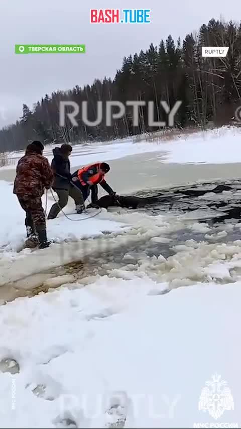  Спасатели вытащили провалившегося под лед лося в Тверской области