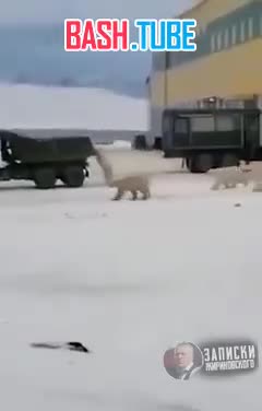  Русские белые медведи с толкача заводят КАМАЗ