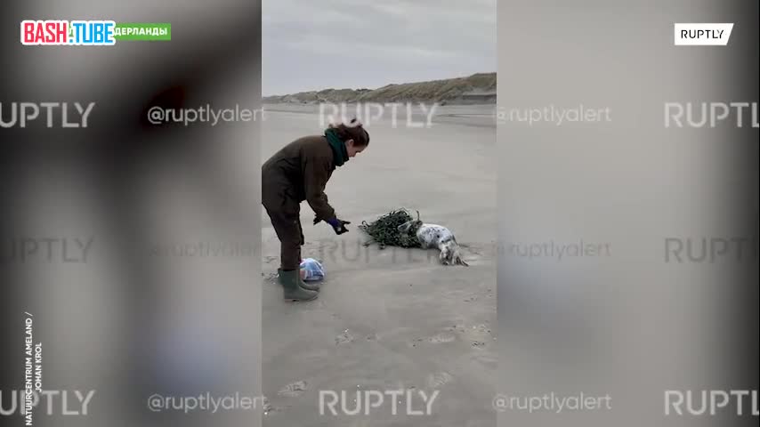  В Нидерландах спасли молодого тюленя, запутавшегося в большой рыболовной сети