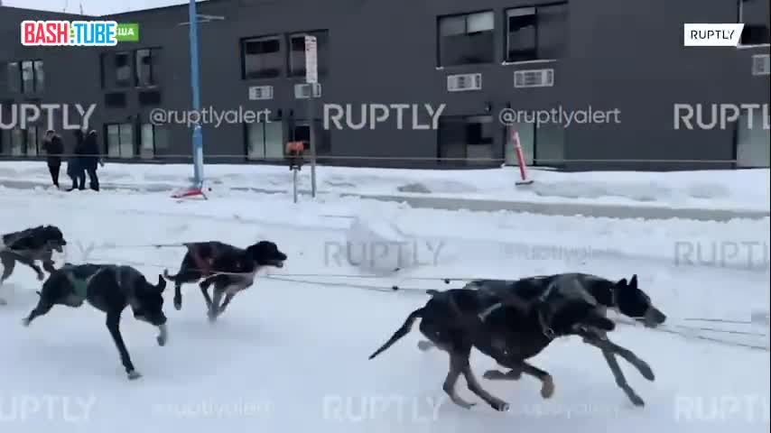 ⁣ «На старт, внимание, гав!» - гонка на собачьих упряжках прошла на Аляске