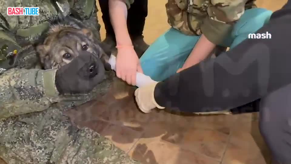  Самым надёжным способом российские бойцы вылечили переломы у собак на передовой - по видосам из интернета