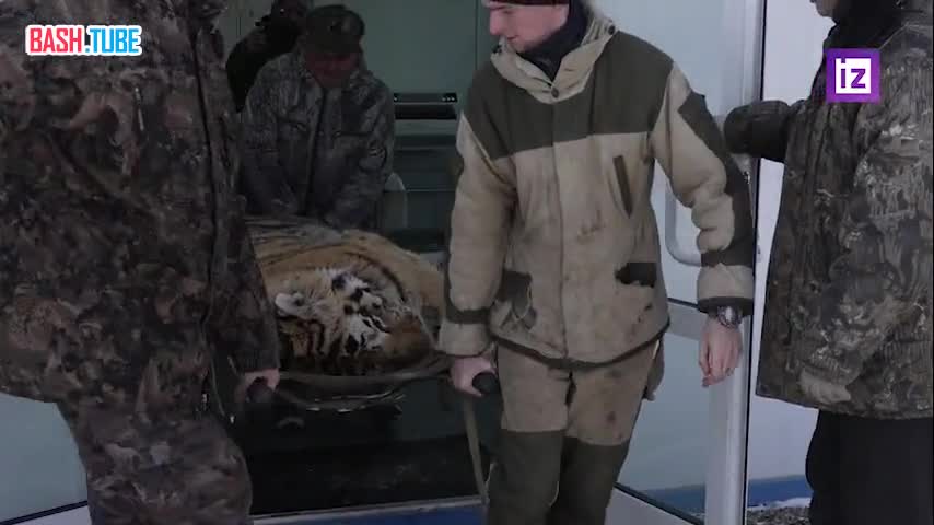 ⁣ Пережившего ранение тигра отловили в Приморском крае и доставили в Ленинградскую область