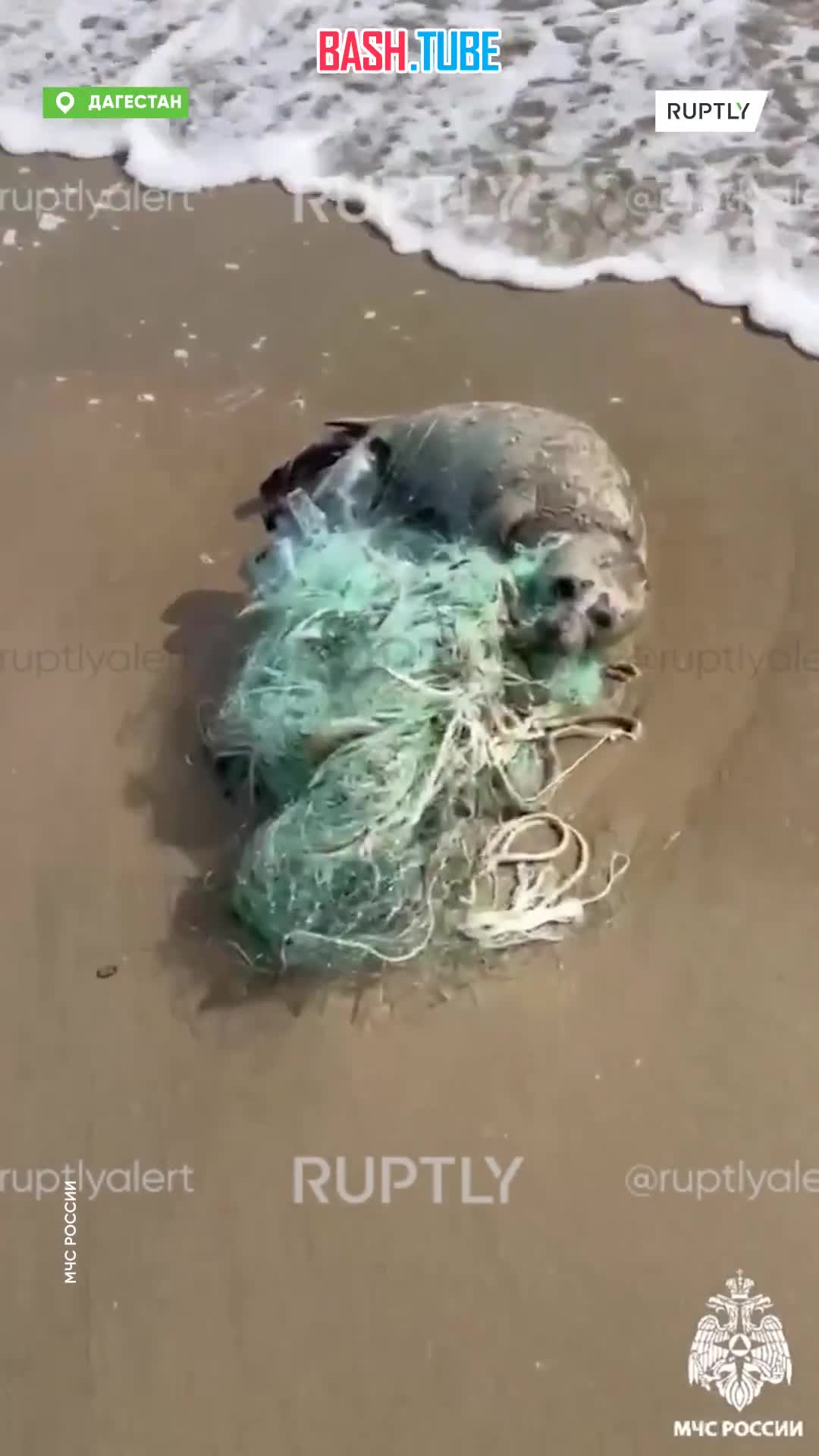  Cотрудник МЧС России спас запутавшегося в рыболовной сети малыша тюленя