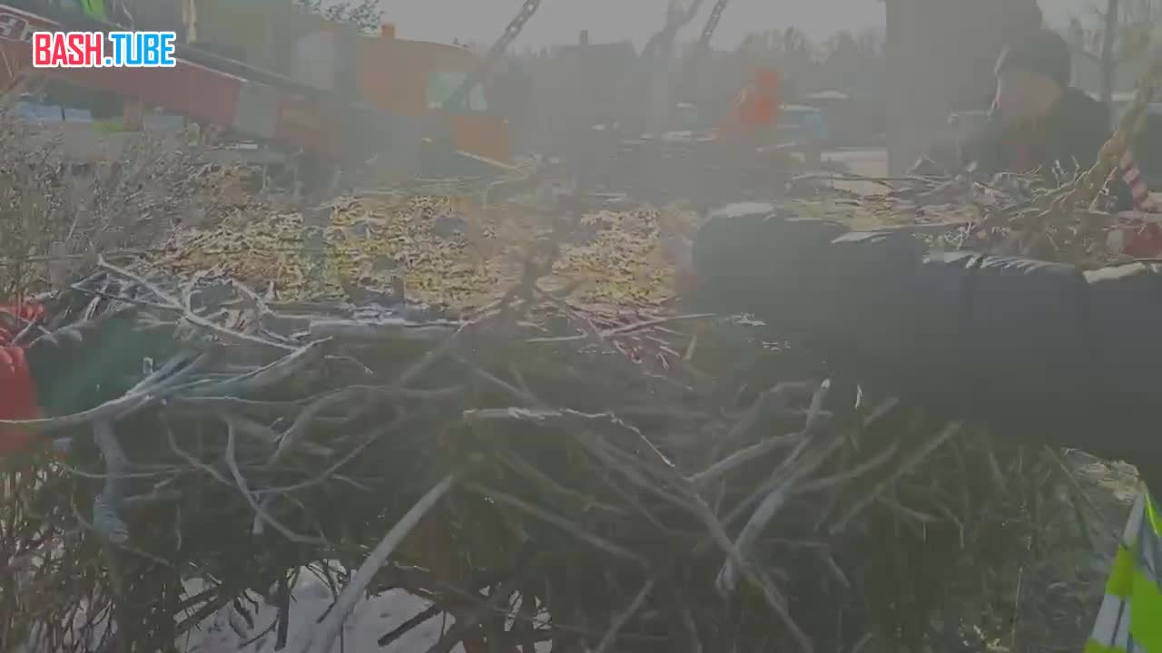  В Ленобласти дорожники перенесли гнездо аистов весом 200 килограммов
