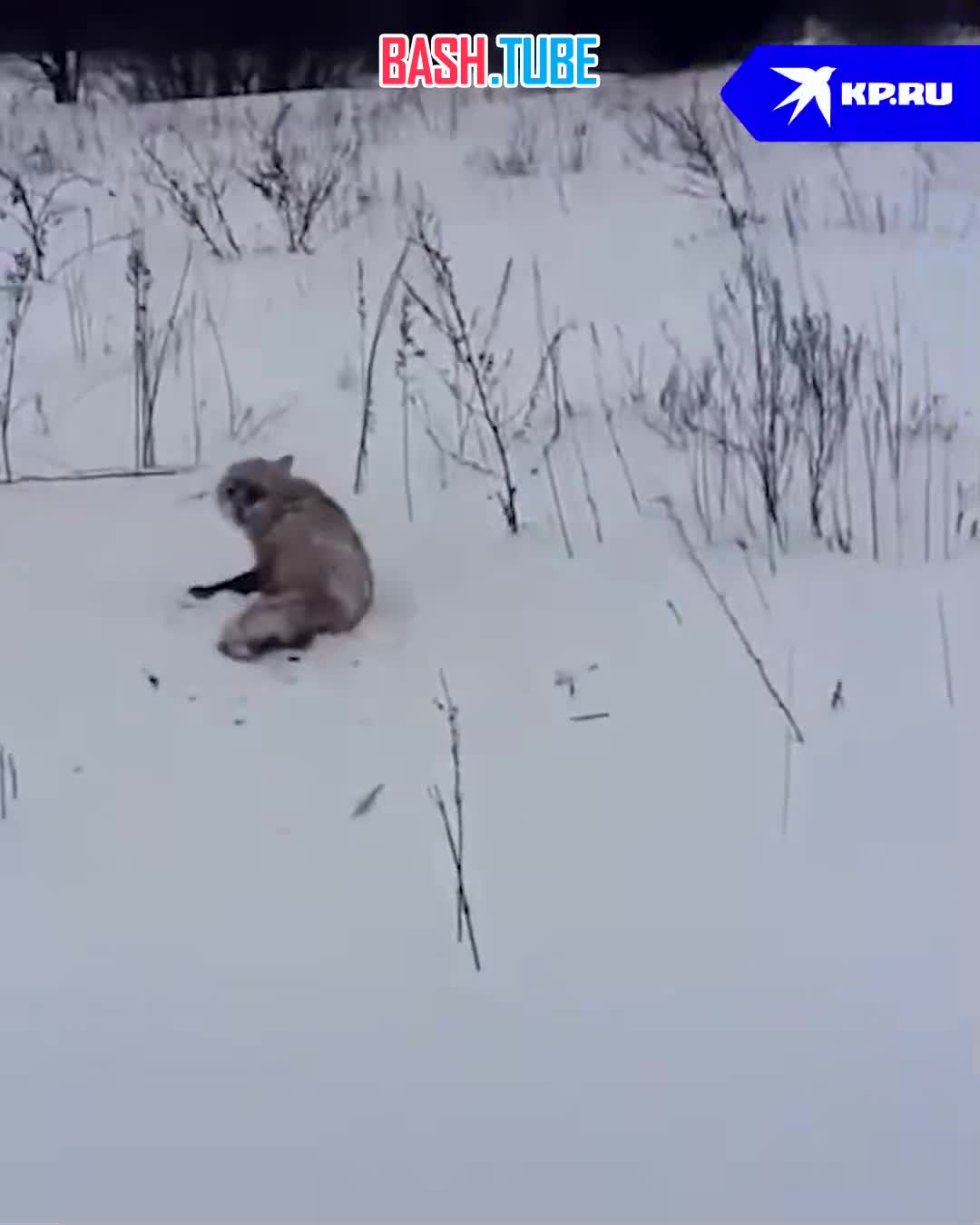 ⁣ Мужчина откопал вмерзшую в снег лису