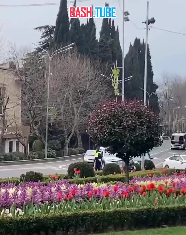  На улицах Сочи расцвели тюльпаны