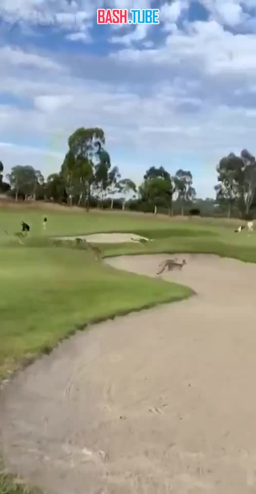 ⁣ Сотни кенгуру захватили гольф-клуб в Австралии