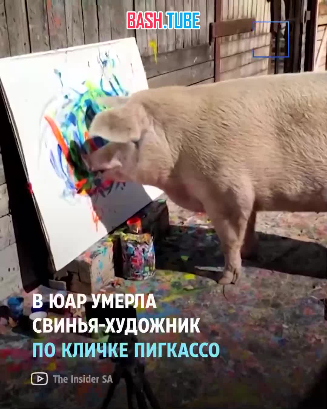 ⁣ Свинка Пигкассо была известна во всём мире тем, что умела писать картины