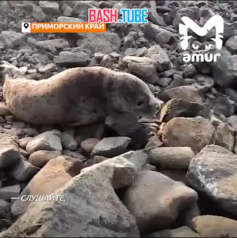 ⁣ Мужчина нашел тюленёнка во время прогулки во Владивостоке
